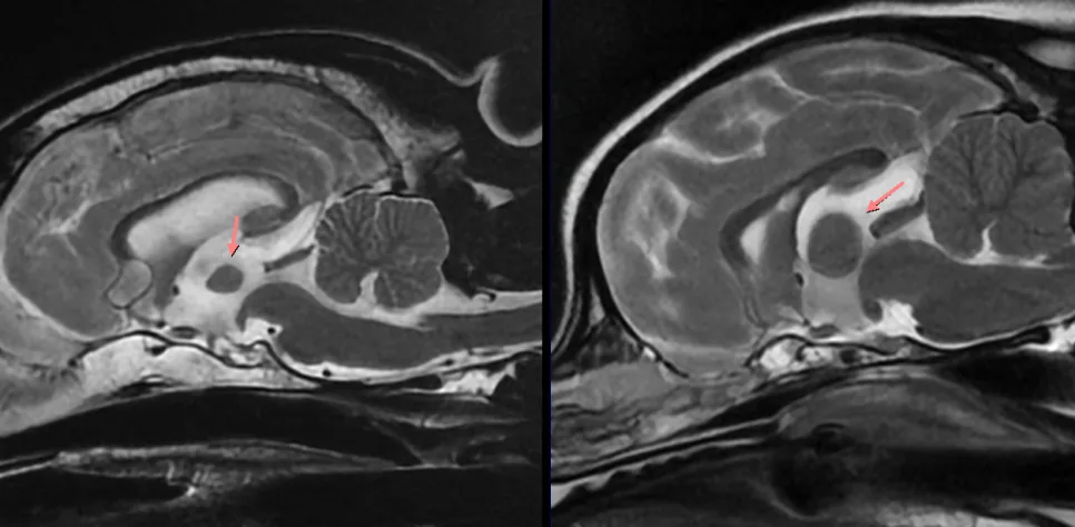 16살(왼쪽)과 15개월(오른쪽) 강아지의 시상 접합부(ITA) 두께 비교 (MRI)