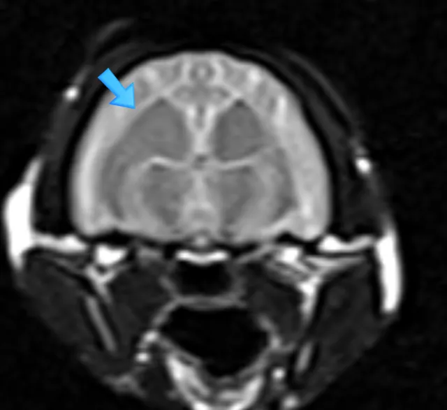 고양이 뇌수막염, MRI로 무엇을 보는가 — MRI·CT 영상